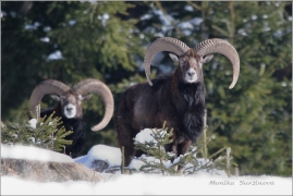 <p>MUFLON (Ovis musimon) Šluknovsko - Harta /Mouflon - Mufflon/</p>